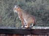 Bobcat on the fence.jpg