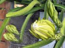 Dragonfruit bloom.jpg