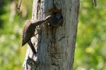_DSC7239.jpg