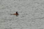 _DSC7537.jpg