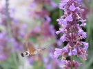 Hawk Moth 1.JPG
