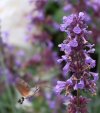 Hawk Moth 2.JPG
