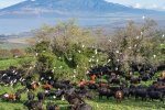 _CMY8493 Cows and Cattle Egrets.jpg
