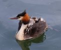 Great Crested Grebe.JPG