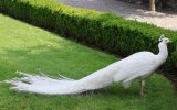 White Peacock.JPG