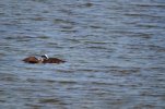 DSC_5915.JPG