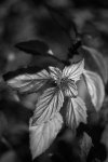 S1001016-LR-2.JPG
