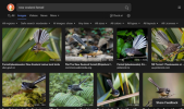 Screenshot 2025-08-07 at 15-48-33 new zealand fantail at DuckDuckGo.png