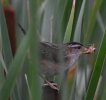 Marsh Wren w grasshopper 2.JPG
