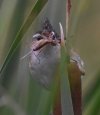 Marsh Wren w grasshopper.JPG