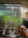 GrowLightTomatoes_8670.jpeg