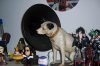 Nipper.jpg