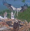 Osprey Cam.png
