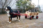 bernese-mtn_dog (1).jpg