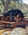 bear - sleeping.jpg