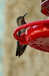 hummingbird 7-7-17.jpg