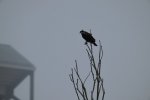 _DSC8814.jpg