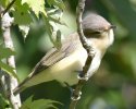 Warbling Vireo 2.JPG