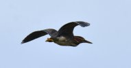Green Heron in flight.JPG