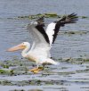Pelican landing.JPG