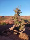 Capitol-Reef-2.jpg