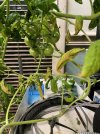 HeirloomTomatoes2-GrowLED_9169.jpeg
