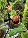 HeirloomTomatoes-GrowLED_9165.jpeg
