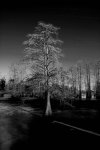 Tree - Monochrome - Adjusted.jpeg