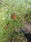 IMG_0585.jpeg