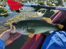 bass1025.jpg