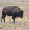 Bison solo.JPG