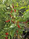 IMG_0589.jpeg