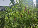 IMG_0586.jpeg