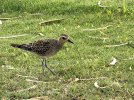 IMG_0825.jpeg