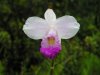 a13 orchid study 2.jpg