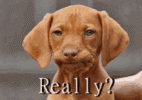 dog - really - UGH.gif