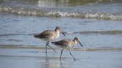 Willets.JPG