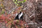 Anhinga.JPG