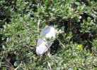 Black capped Night Heron.JPG