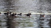 Herd of Mergansers.JPG