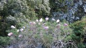 Roseate Spoonbillflock.JPG