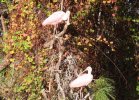 Roseate Spoonbill two.JPG