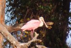 Roseate Spoonbillc.JPG