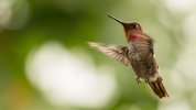 Hummingbird 2-2.jpg