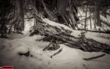 wintry a2800.jpg