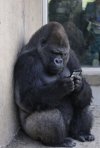 TeTe Audiokarma Smartphone Pissed.jpg