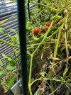 Tomatoes_0068.jpeg