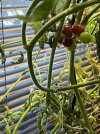 Tomatoes_0069.jpeg
