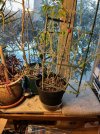 Tomatoes-Upstairs_0072.jpeg