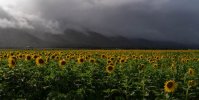 _CMY4301 sunflower.jpg